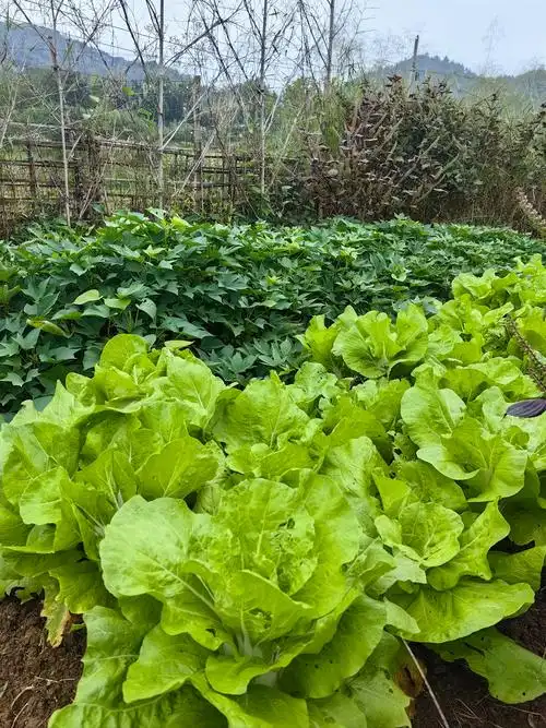 八道冬季根菜食方帮你调理肠胃