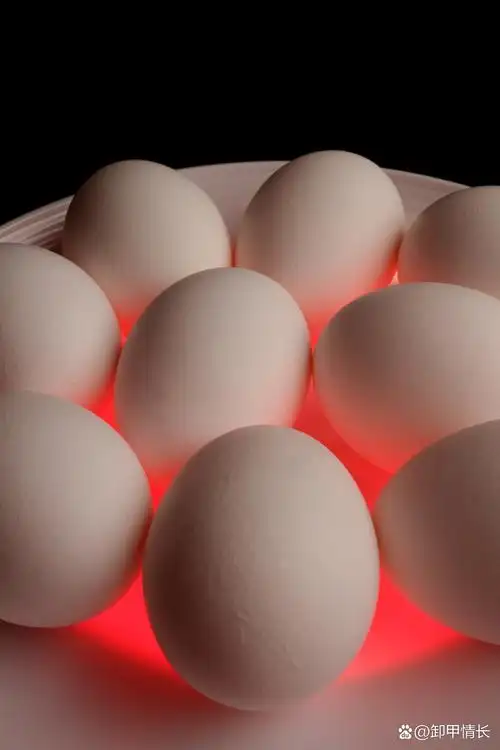 当餐冷冻蛋品批量采购