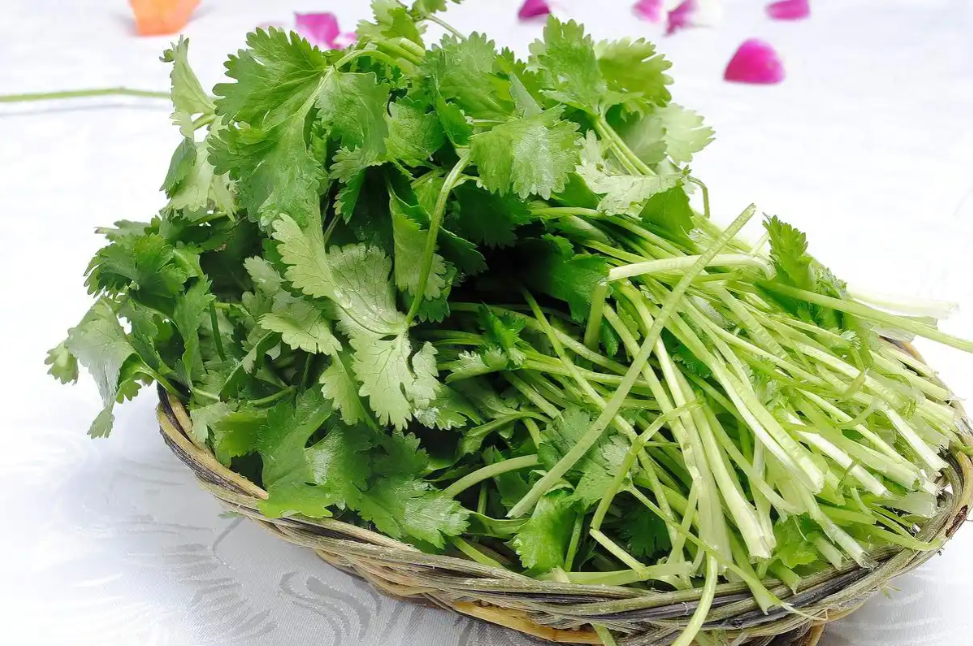 香菜（学名：芫荽，Coriandrum sativum L.）作为一种兼具调味与药用价值的植物