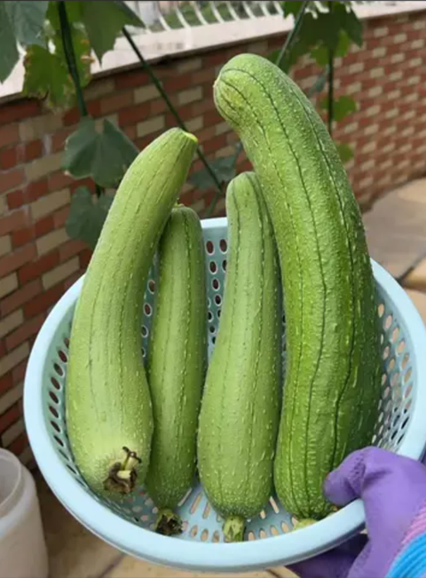 水瓜，又称丝瓜、菜瓜或天罗瓜，是夏季盛产的低热量高水分蔬菜