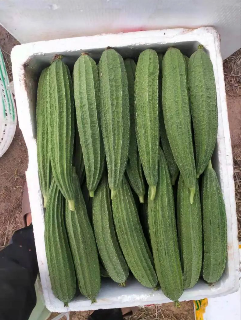 丝瓜，又称水瓜、天罗瓜或菜瓜，是一种夏季常见且营养丰富的蔬菜。