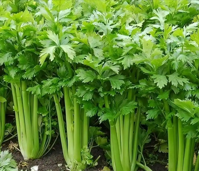 芹菜有药用价值