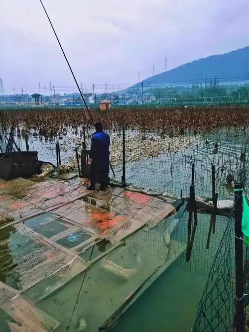 当餐产地直供食材热潮