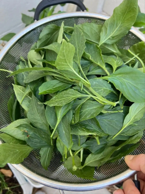 在餐桌上，辣椒可能是配角，但是辣椒叶在广东人眼里却是主角