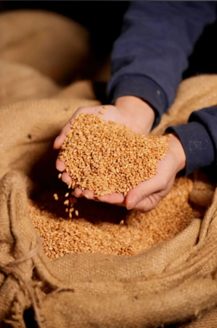 小麦作为人类文明的重要基石，也是中国人最主要的粮食