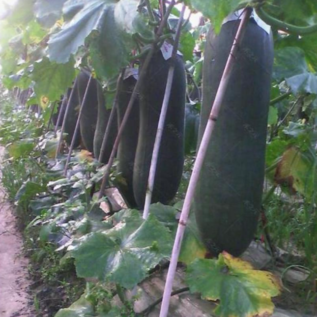 冬瓜，这种外表朴实无华却内含丰富营养的瓜类蔬菜，已成为现代健康饮食中的"隐形冠军"