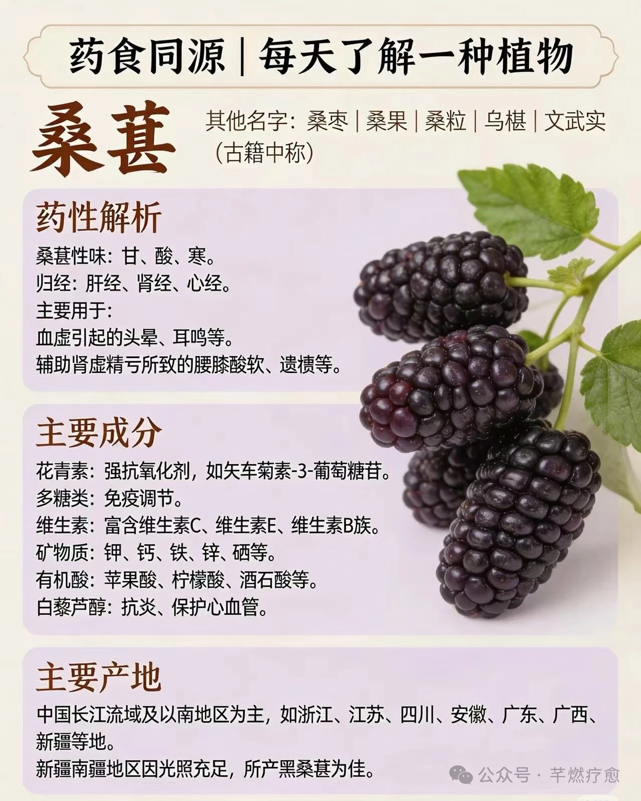 今日当餐食材之桑椹