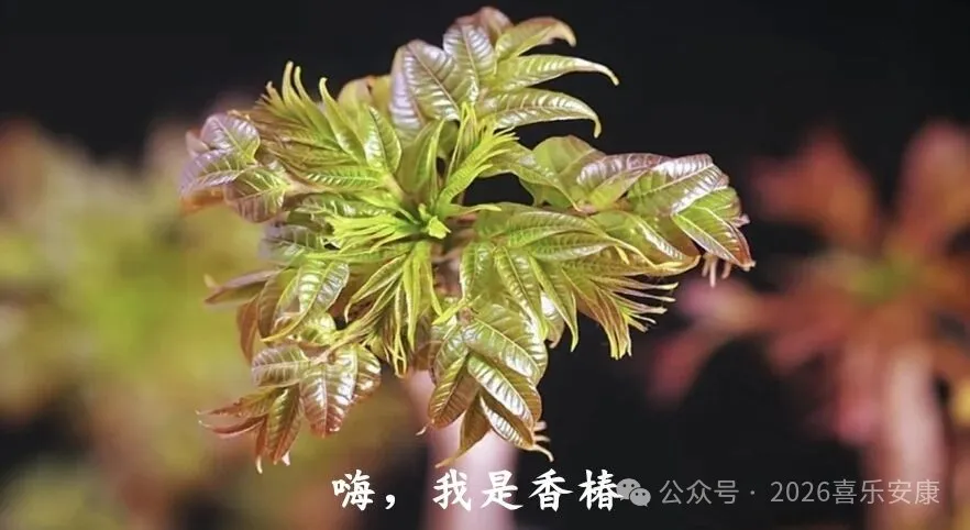 春季美味正当食香椿