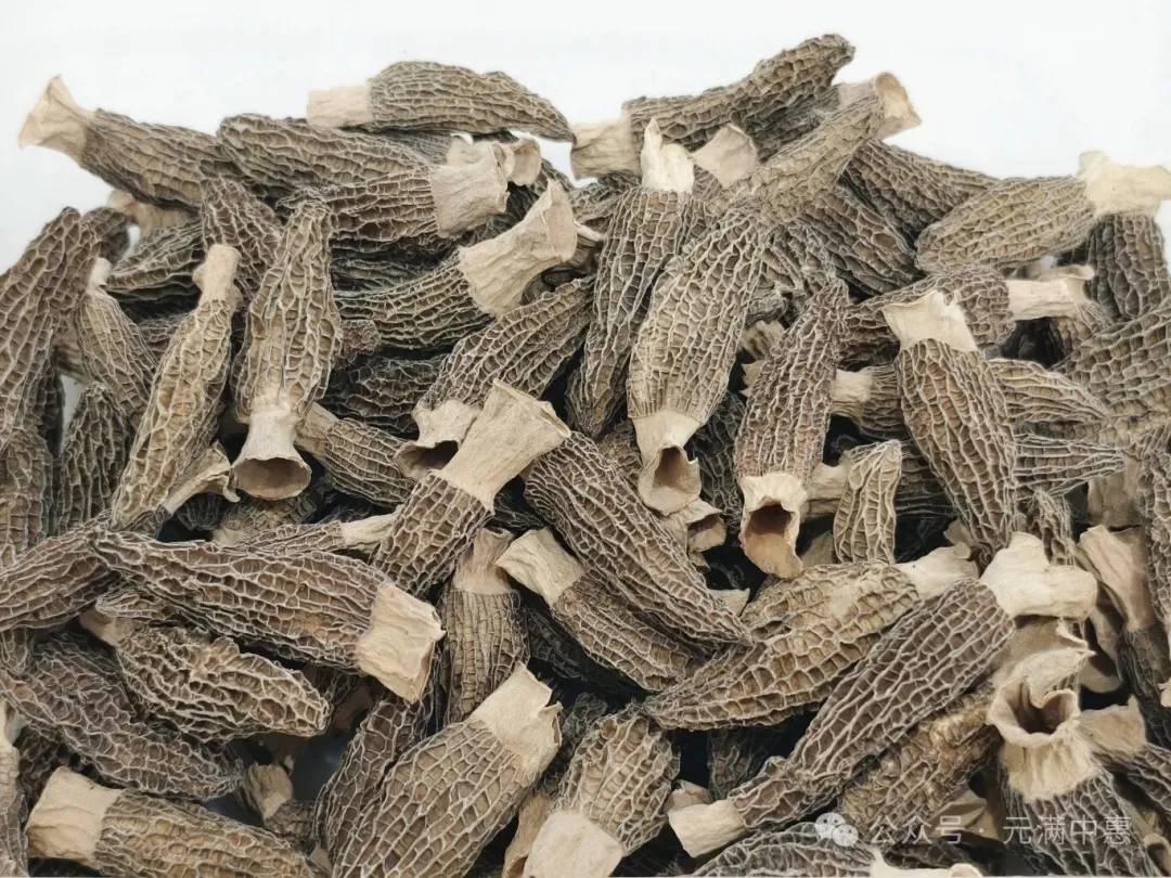 春日山珍羊肚菌，来自深山的“菌中皇后”