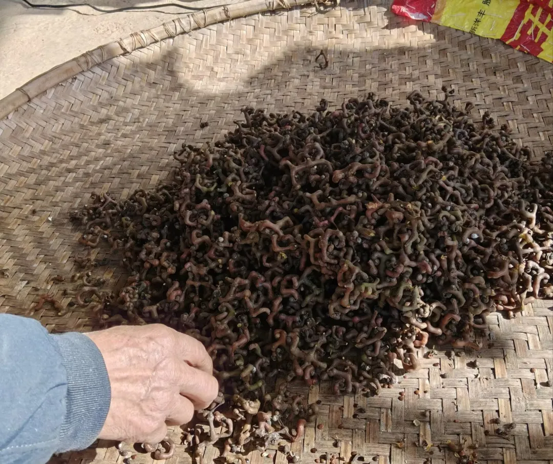 永州山珍鸡枣，霜风酿就岁月甜香！