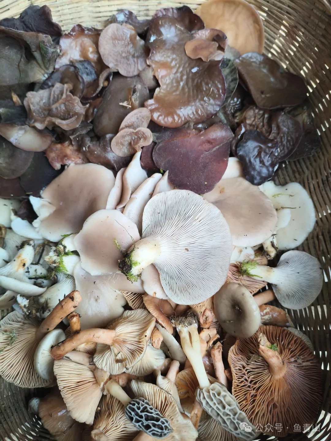 柴火铁锅吃山珍，从采摘到烹饪，只余满嘴鲜