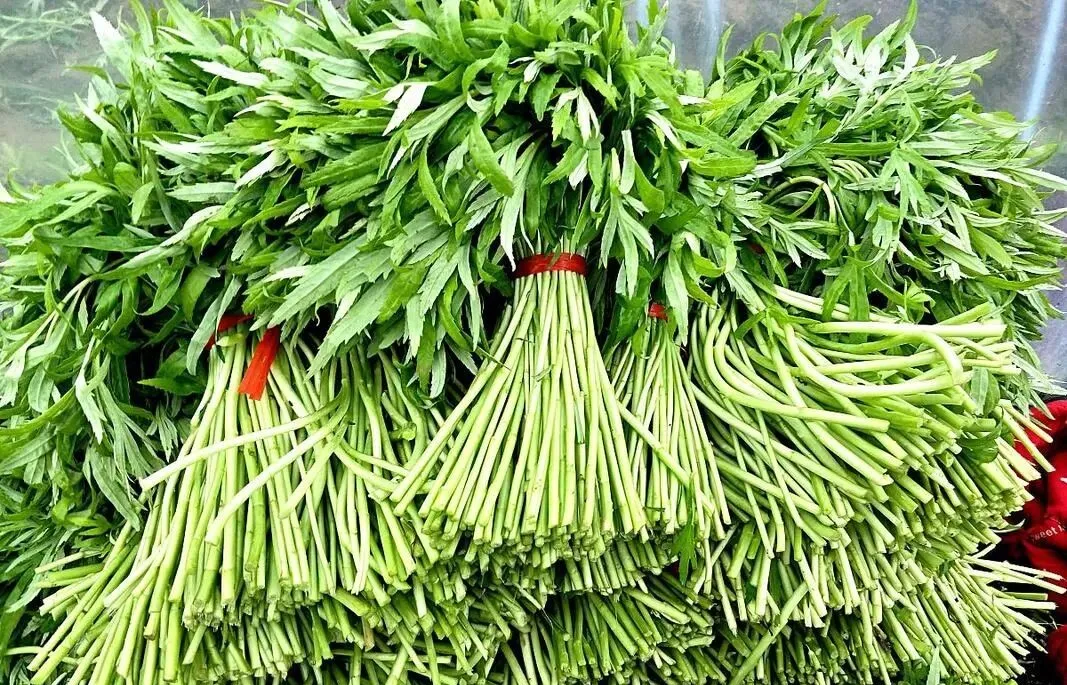 湖北时令美味推荐藜蒿炒腊肉里那口藏不住的春鲜