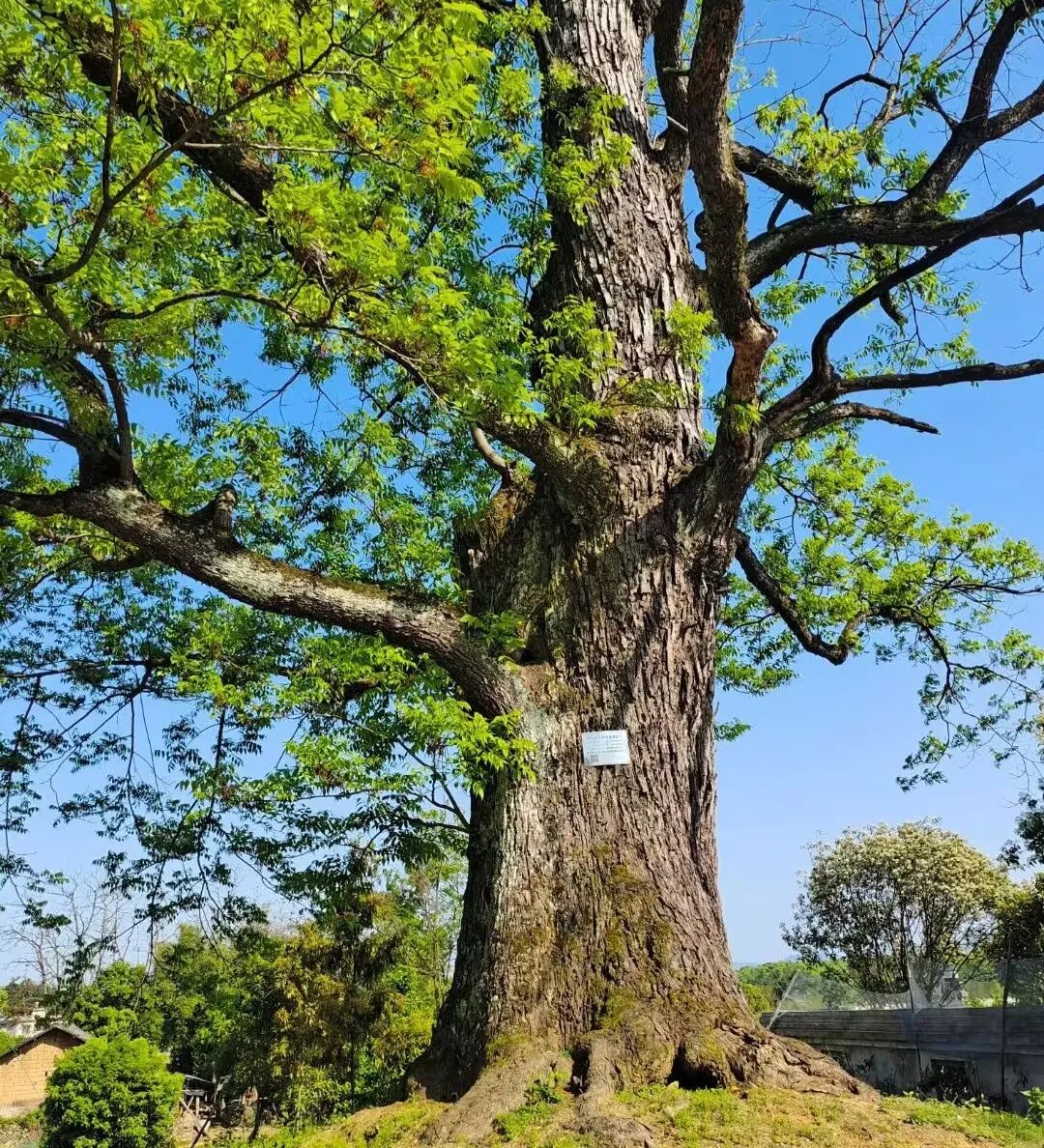 永州山珍酸枣，愚溪河畔野果香！