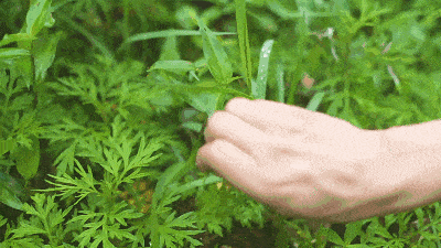 赣南特色美食艾米果