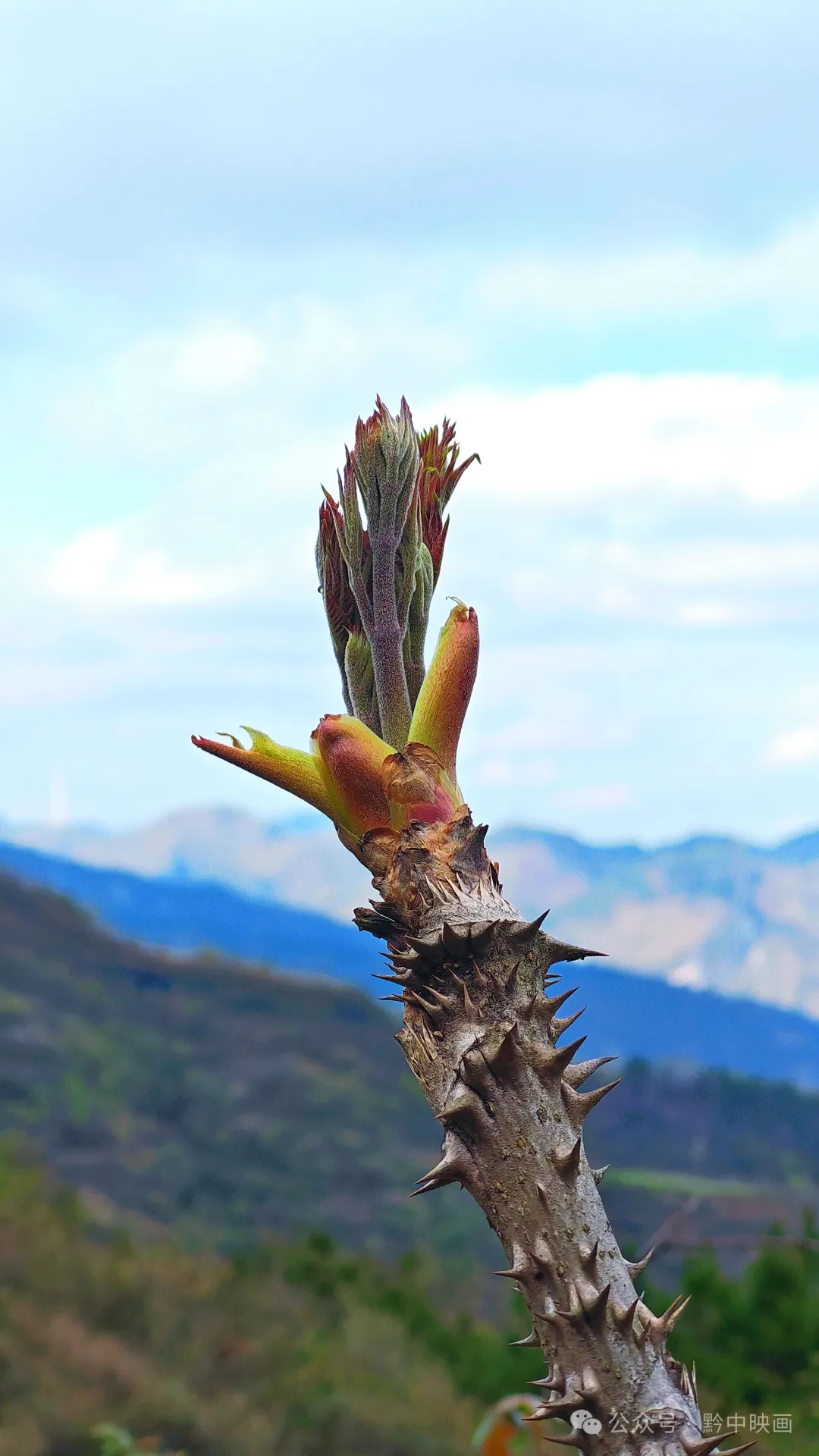 贵州人的普通食材刺龙芽也是顶级山珍