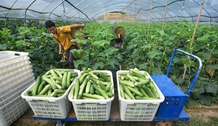 农产品供应链建设研究