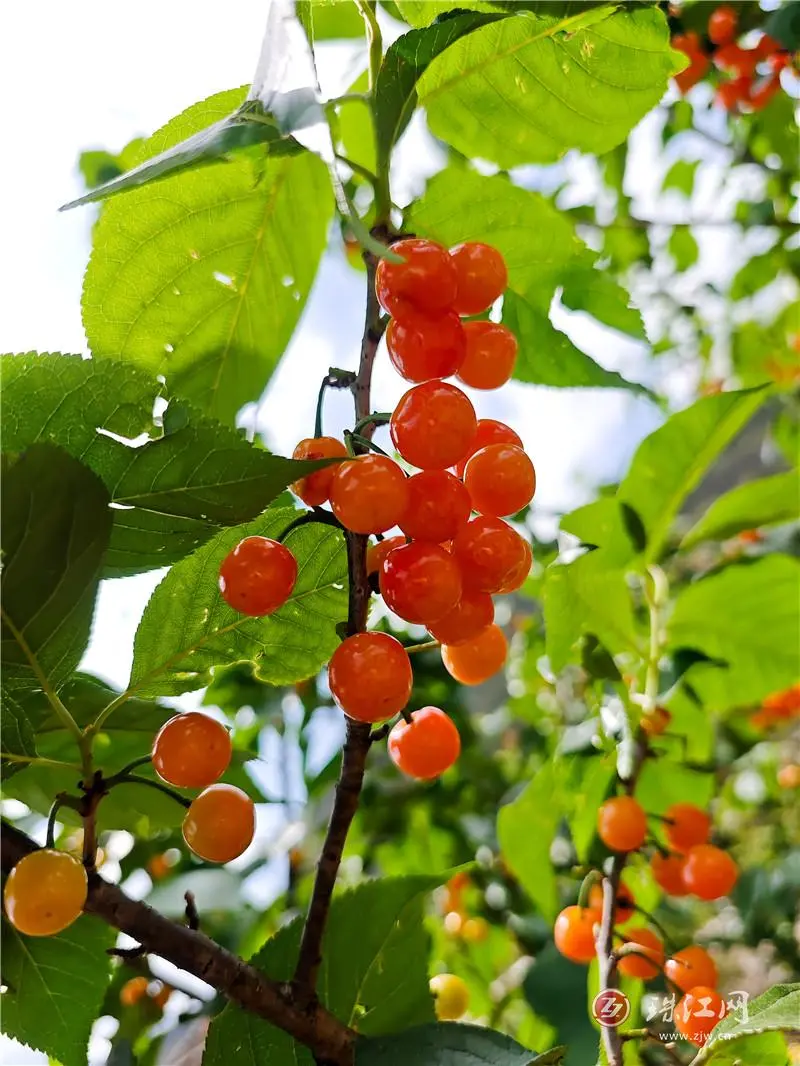 红啦!红啦!九龙把洪“樱”你而来 等你尝鲜