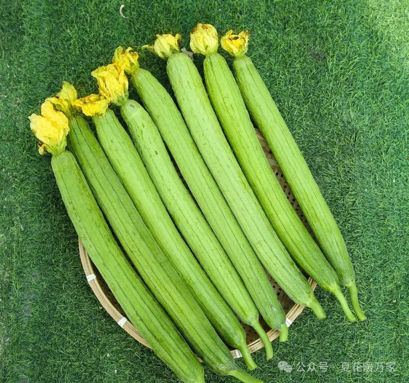 夏日的清爽食材丝瓜的美味与滋养