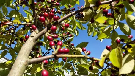 当餐调味料有趣又美味!藏在腾冲滇滩里的香果“臭油”