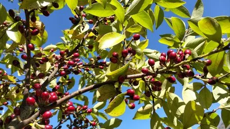 当餐调味料有趣又美味!藏在腾冲滇滩里的香果“臭油”