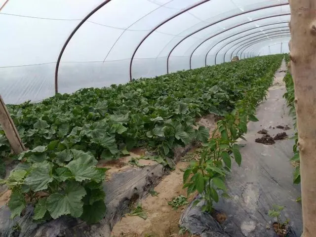 大棚非有机?当餐食材带您认识真正的有机种植