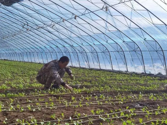 大棚非有机?当餐食材带您认识真正的有机种植