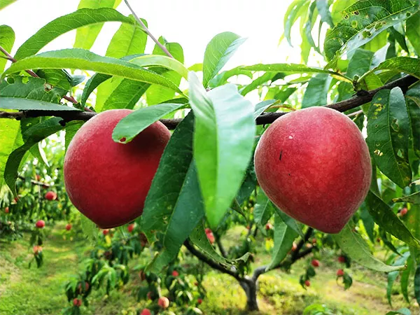 大棚非有机?当餐食材带您认识真正的有机种植
