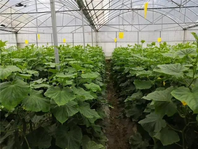 大棚非有机?当餐食材带您认识真正的有机种植