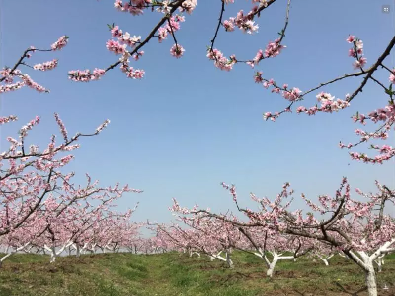 大棚非有机?当餐食材带您认识真正的有机种植