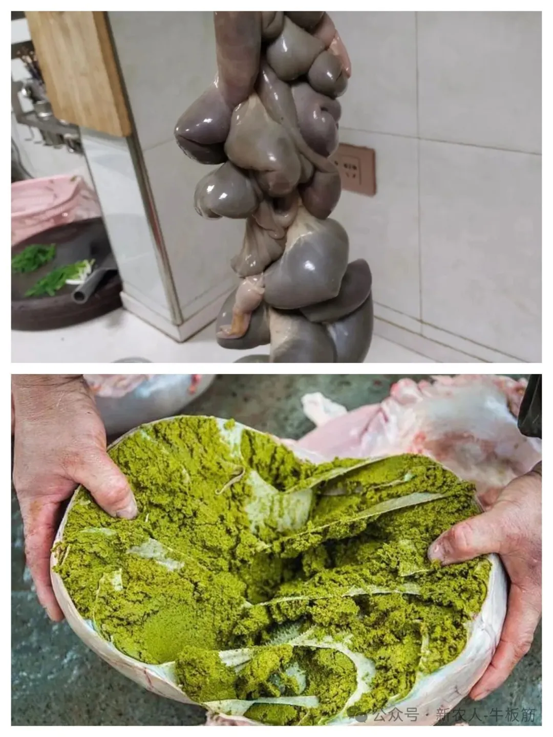 贵州特色美食“牛瘪火锅”