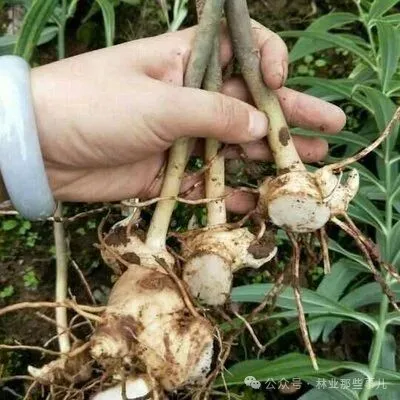 药食同源林下产品开发开拓高附加值市场的新路径