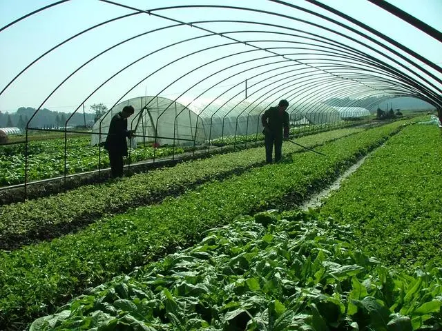 大棚非有机?当餐食材带您认识真正的有机种植