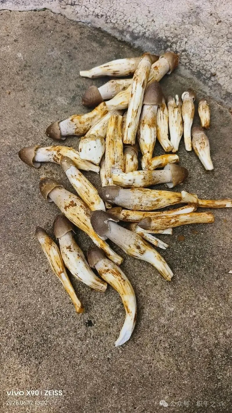 被名字耽误的宝藏食材!鸡枞菌的10种高阶吃法