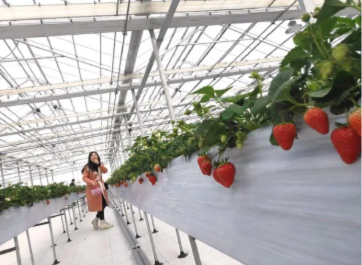 大棚非有机?当餐食材带您认识真正的有机种植