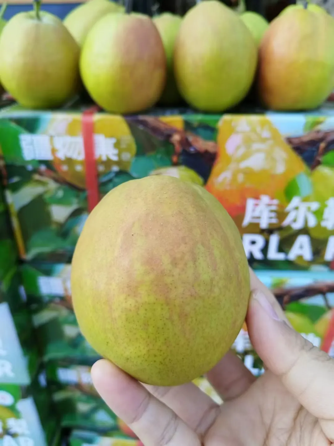 新疆库勒尔香梨来自核心产区孔雀河畔