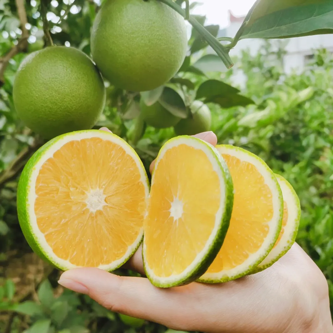 来自云南的高山冰糖橙,清香甘甜,水润爆汁,承包秋天的甜蜜