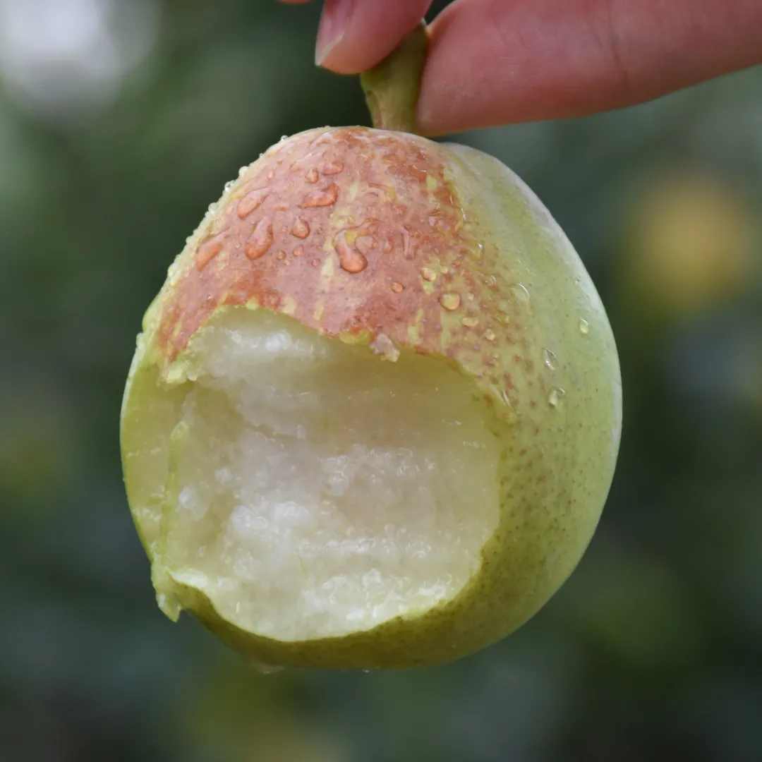 新疆库勒尔香梨来自核心产区孔雀河畔