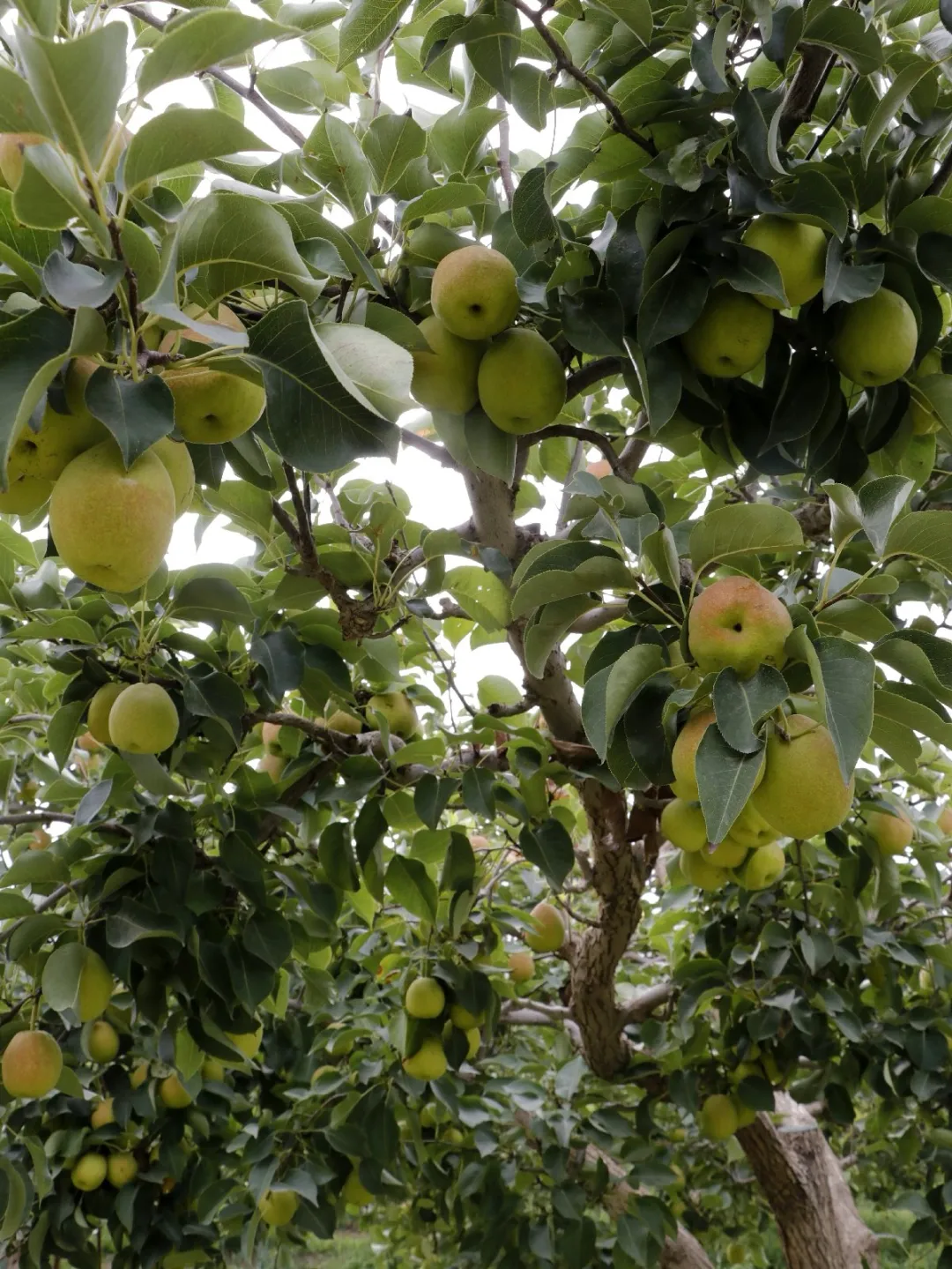 新疆库勒尔香梨来自核心产区孔雀河畔