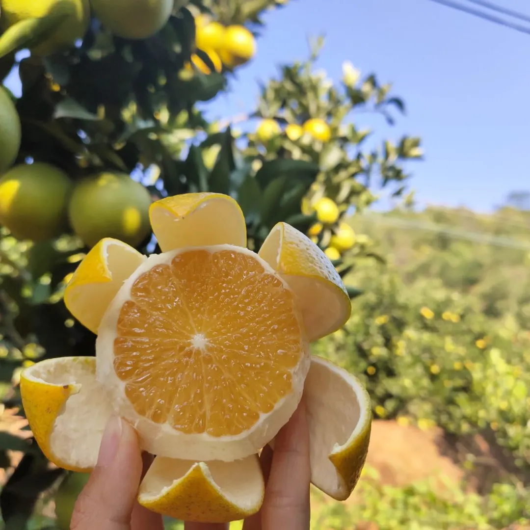 来自云南的高山冰糖橙,清香甘甜,水润爆汁,承包秋天的甜蜜