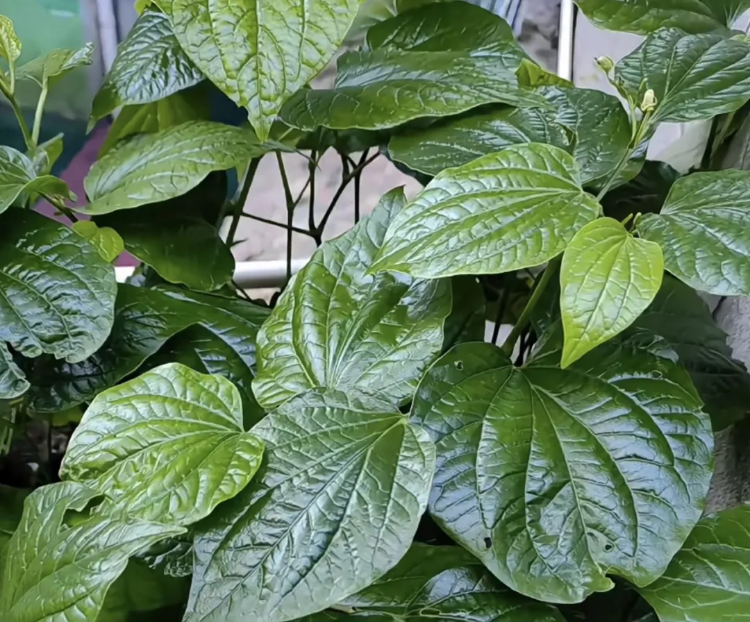 新鲜食材推荐蛤蒌