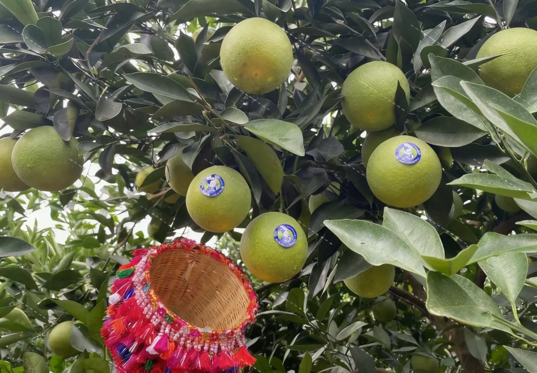 来自云南的高山冰糖橙,清香甘甜,水润爆汁,承包秋天的甜蜜