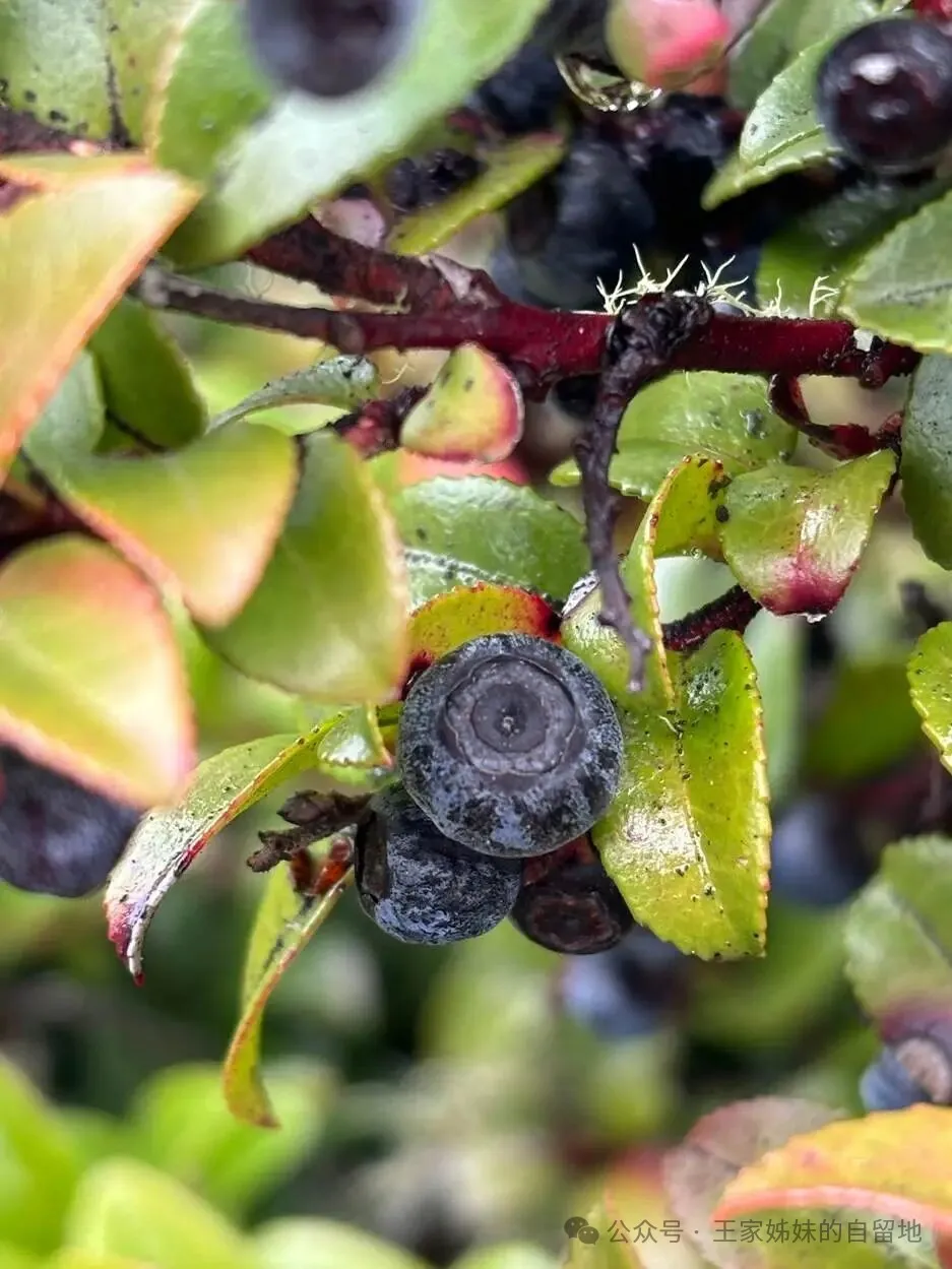 松江河的山珍甸果甸枣子