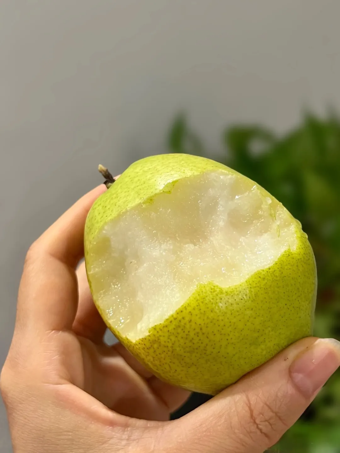 新疆库勒尔香梨来自核心产区孔雀河畔