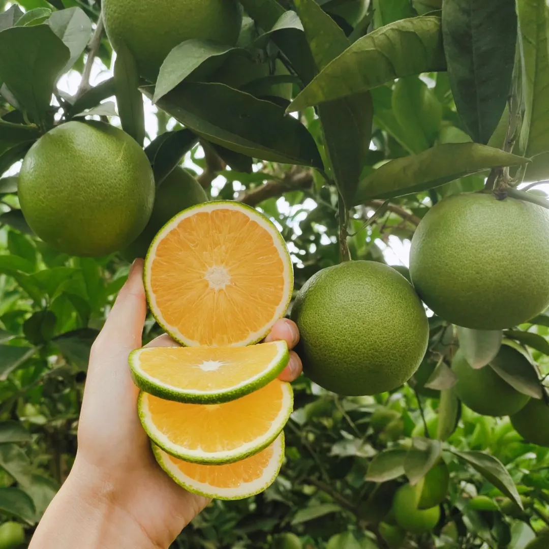 来自云南的高山冰糖橙,清香甘甜,水润爆汁,承包秋天的甜蜜