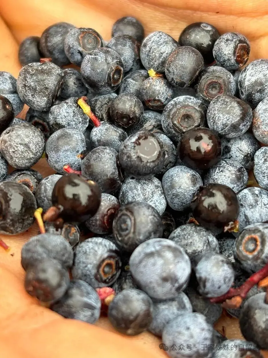 松江河的山珍甸果甸枣子