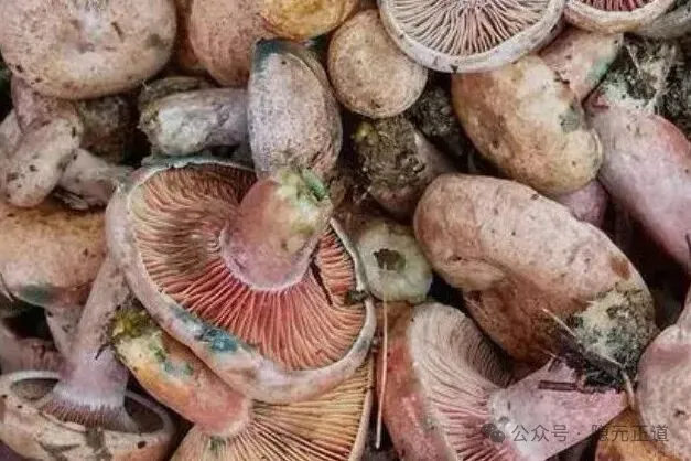 多好的山珍菌芝入食:道家养生里的松林清灵之道