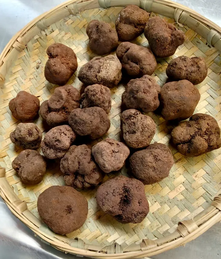 山珍王者的天花板吃法,你试过吗?黑松露×松茸,云南空运,极致体验