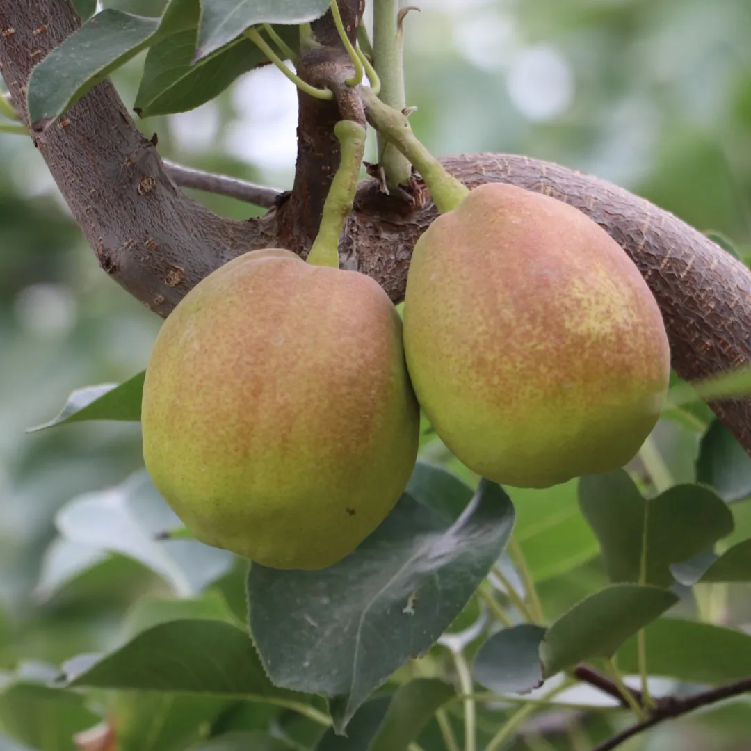 新疆库勒尔香梨来自核心产区孔雀河畔