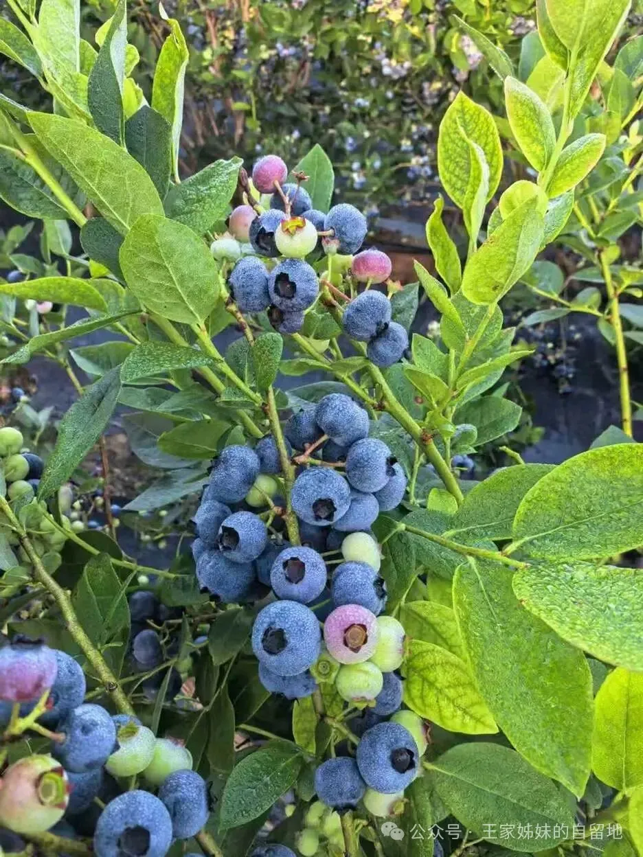 松江河的山珍甸果甸枣子