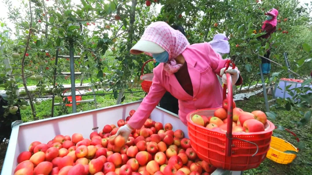 灵台苹果(特产)兰州招商推介会举行 现场签约超11.2亿